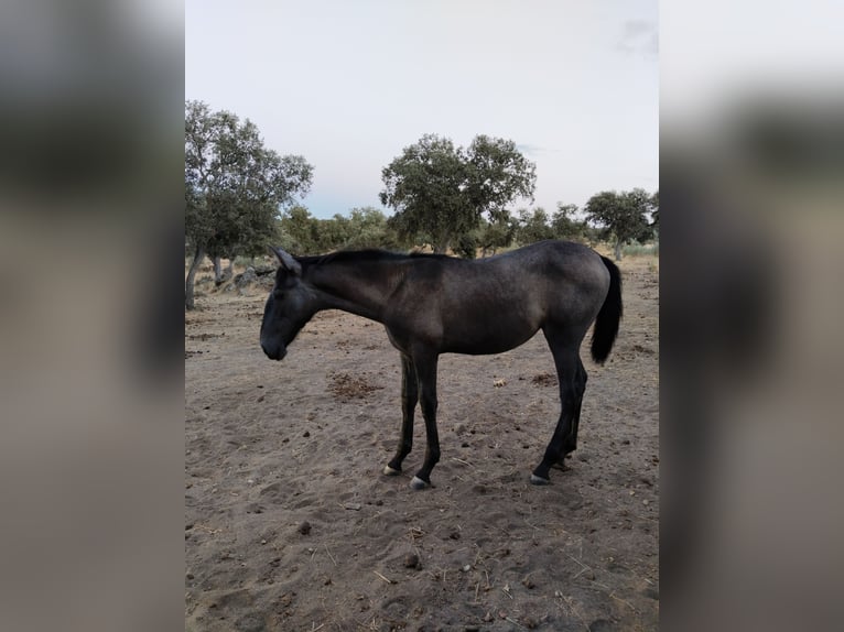 PRE Stute Fohlen (01/2026) Schimmel in Pedroche