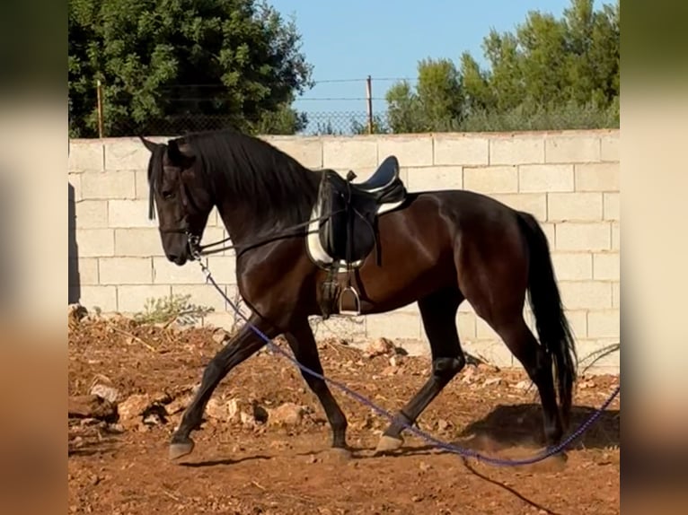 PRE Unbekannt 4 Jahre 168 cm Schwarzbrauner in Onda