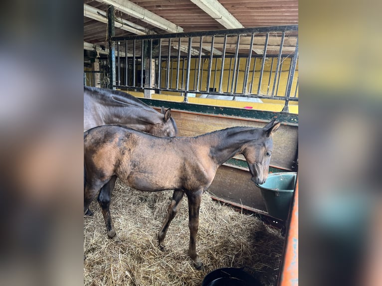 PRE Unbekannt Fohlen (05/2026) 160 cm Falbe in Santa Comba (Santa Comba)