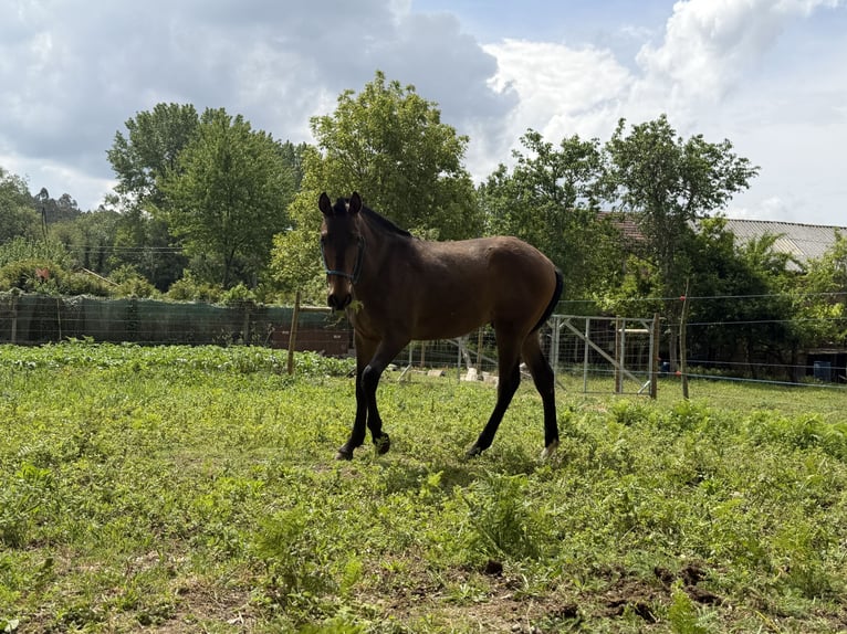 PRE Mix Unknown 1 year 14.2 hh Brown in A Barca (Negreira)
