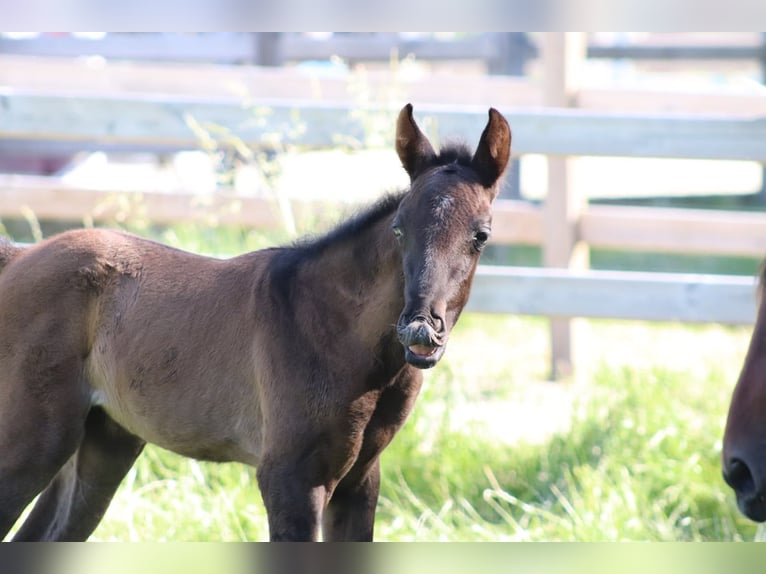PRE Unknown Foal (03/2026) 16 hh  in Boezinge