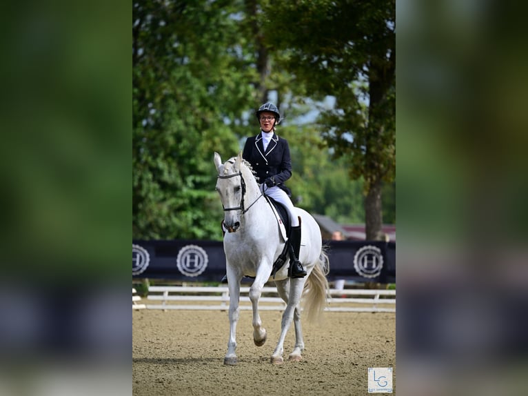 PRE Blandning Valack 10 år 168 cm Grå-flugskimmel in vernantes