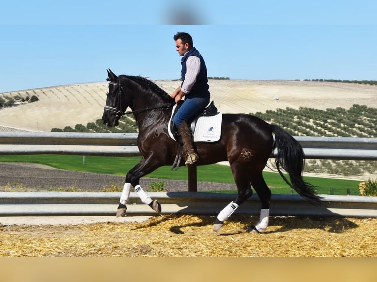 PRE Blandning Valack 11 år 158 cm Svart in Dausse