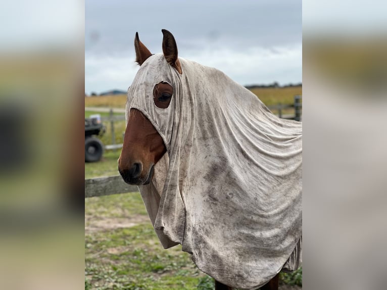 PRE Valack 12 år 155 cm Brun in Callantsoog