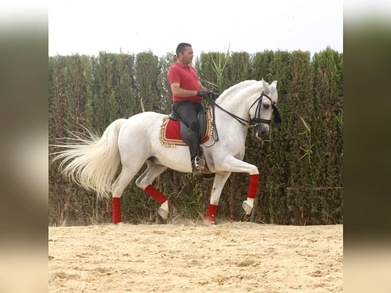 PRE Blandning Valack 12 år 163 cm Grå in Jerez De La Frontera