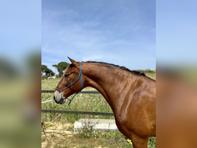 PRE Valack 12 år 165 cm Brun in Almonte