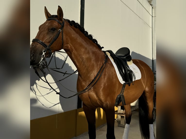 PRE Valack 14 år 164 cm Brun in Montilla