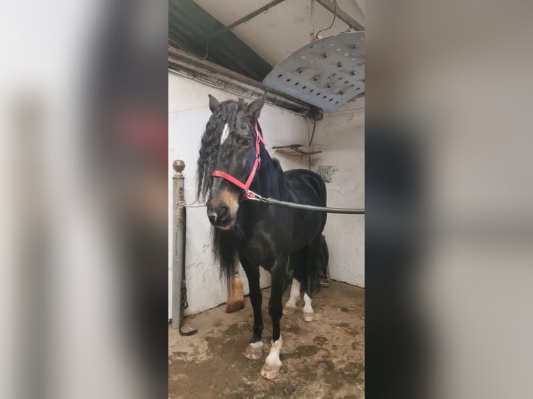 PRE Blandning Valack 15 år 160 cm Rökfärgad svart in Carpentras