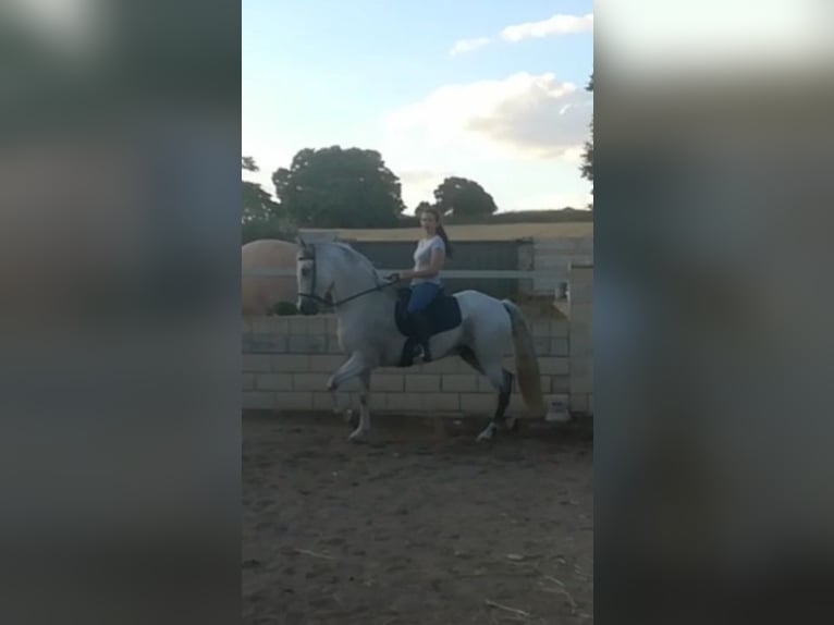 PRE Blandning Valack 16 år 160 cm Grå in Horche