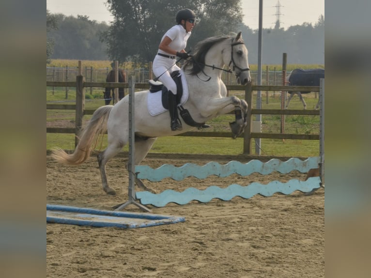 PRE Blandning Valack 17 år 154 cm Braunfalbschimmel in Puurs