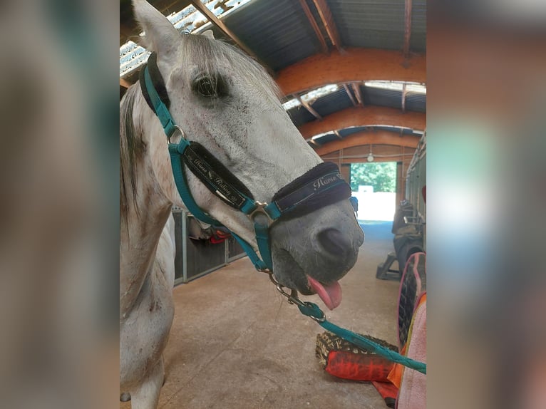 PRE Blandning Valack 17 år 154 cm Braunfalbschimmel in Puurs