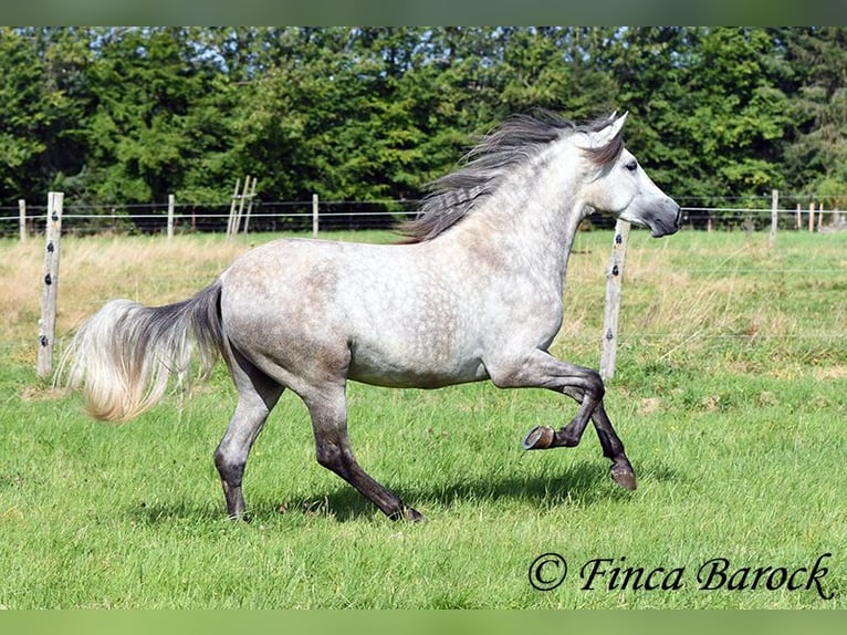 PRE Valack 3 år 155 cm Grå in Wiebelsheim