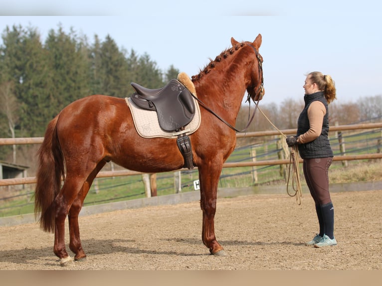 PRE Blandning Valack 3 år 158 cm fux in Postfeld