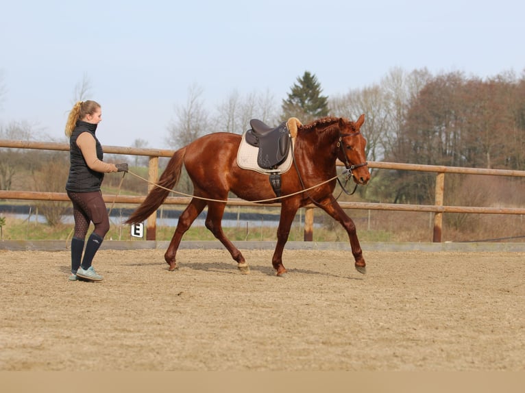 PRE Blandning Valack 3 år 158 cm fux in Postfeld