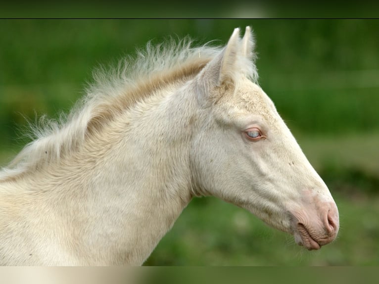 PRE Blandning Valack 4 år 157 cm Cremello in Altkirchen