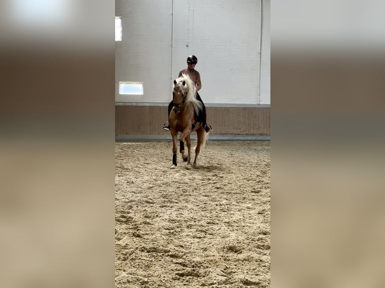 PRE Blandning Valack 4 år 158 cm Palomino in Warendorf