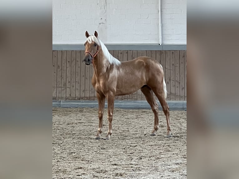 PRE Blandning Valack 4 år 158 cm Palomino in Warendorf