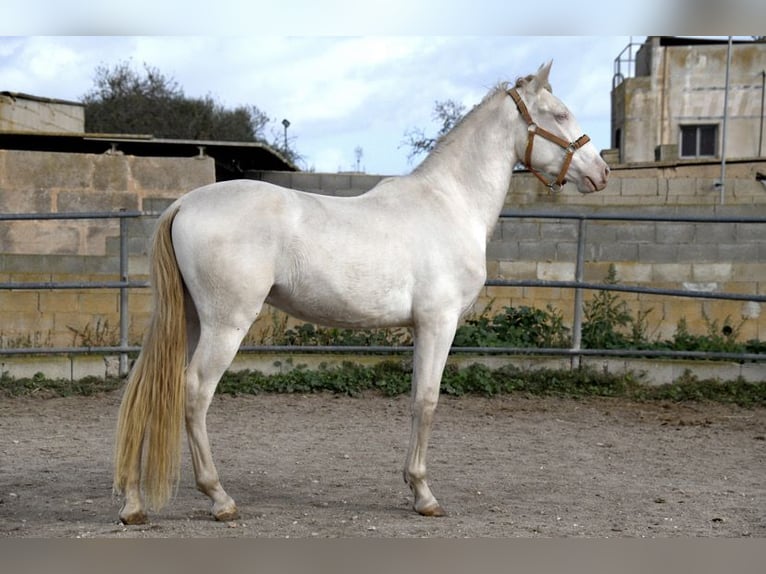 PRE Valack 4 år 158 cm Perlino in Kolbermoor