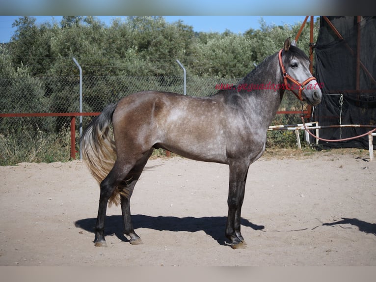 PRE Valack 4 år 159 cm Grå in Pruna