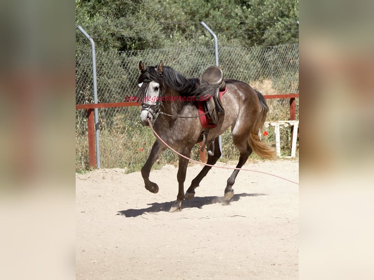 PRE Valack 4 år 159 cm Grå in Pruna