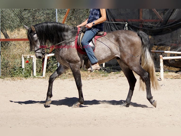 PRE Valack 4 år 159 cm Grå in Pruna