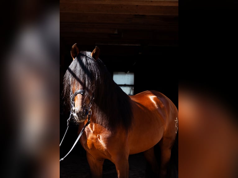 PRE Blandning Valack 4 år 165 cm Brun in Aeugst