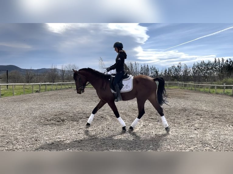 PRE Valack 4 år 165 cm Brun in Medina De Pomar