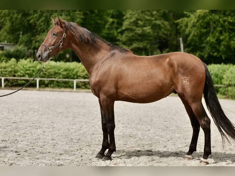 PRE Blandning Valack 5 år 165 cm Brun in Neustadt (Wied)