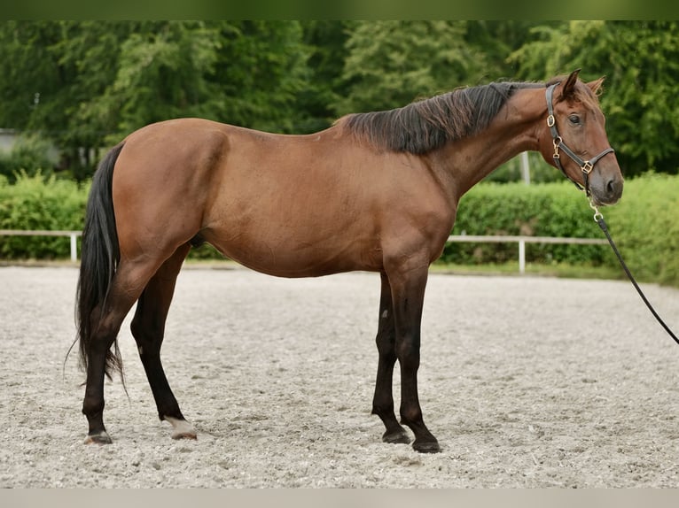 PRE Blandning Valack 5 år 165 cm Brun in Neustadt (Wied)