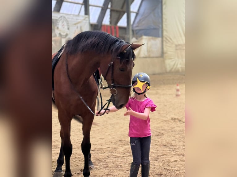 PRE Valack 5 år 170 cm Brun in Schwäbisch Gmünd