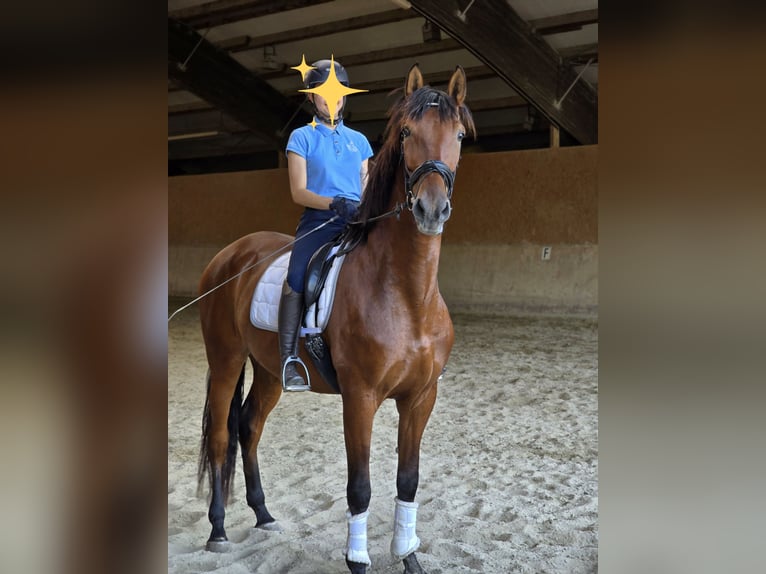 PRE Valack 5 år 170 cm Brun in Schwäbisch Gmünd