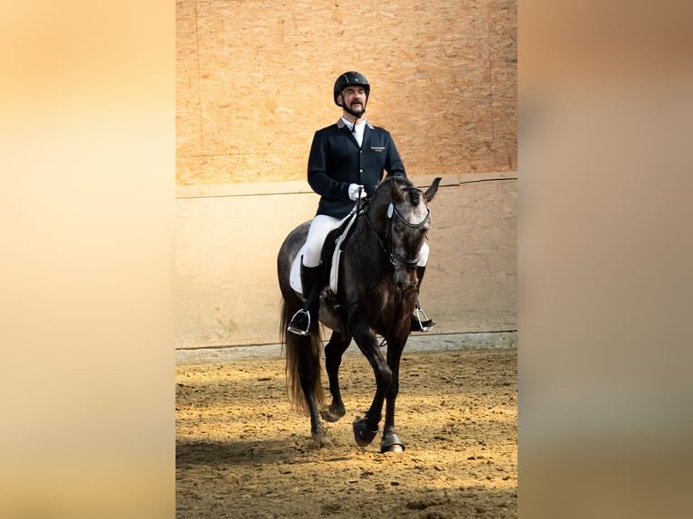 PRE Blandning Valack 6 år 156 cm Kan vara vit in Castrop-Rauxel