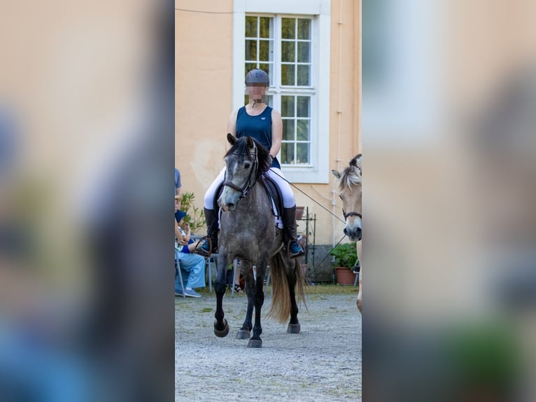 PRE Blandning Valack 6 år 160 cm Braunfalbschimmel in Lichtenberg