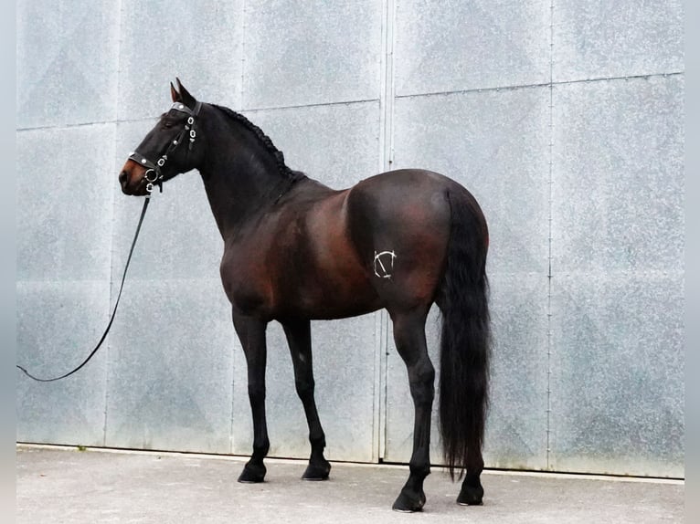 PRE Valack 6 år 165 cm Mörkbrun in Heuvelland