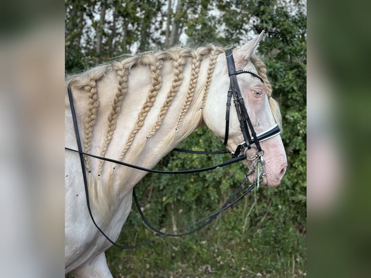 PRE Valack 6 år 166 cm Perlino in Kastrup