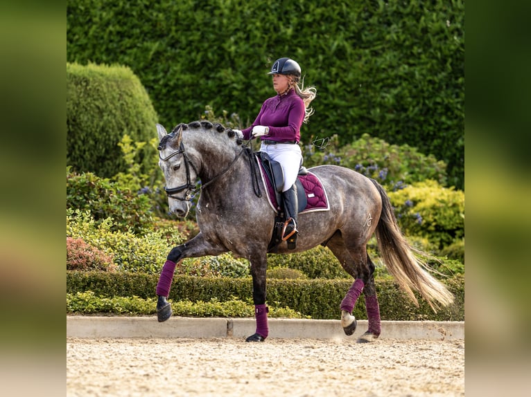 PRE Valack 6 år 167 cm Braunfalbschimmel in Ommen