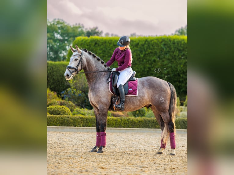 PRE Valack 6 år 167 cm Braunfalbschimmel in Ommen