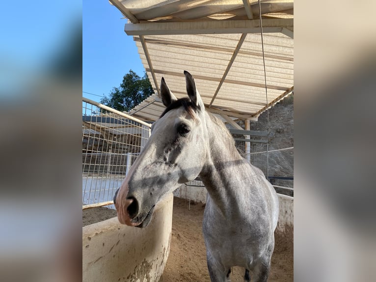 PRE Valack 7 år 165 cm Grå in Marbella