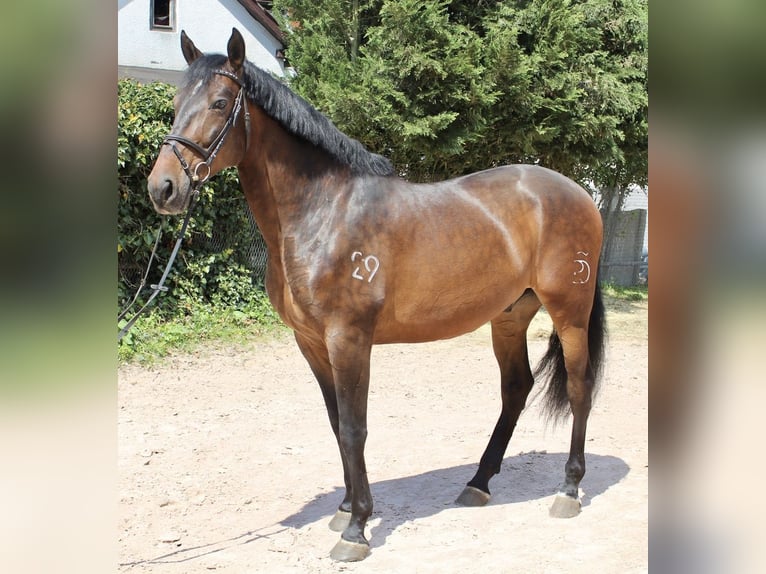 PRE Valack 7 år 168 cm Brun in Sonnefeld