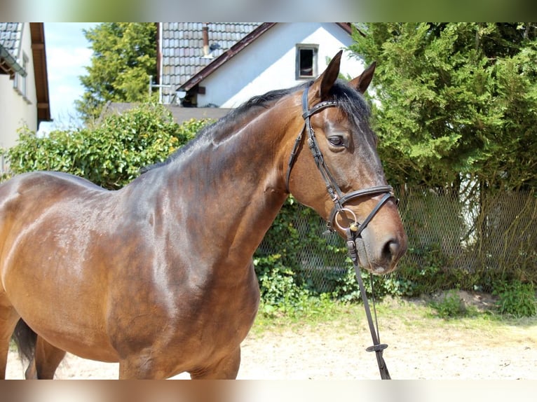 PRE Valack 7 år 168 cm Brun in Sonnefeld