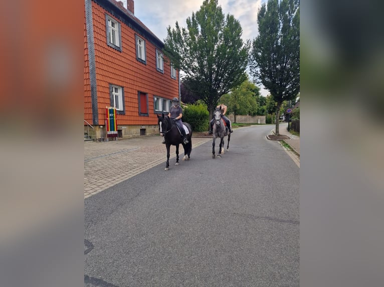 PRE Valack 8 år 152 cm Rökfärgad svart in Bad Harzburg Eckertal