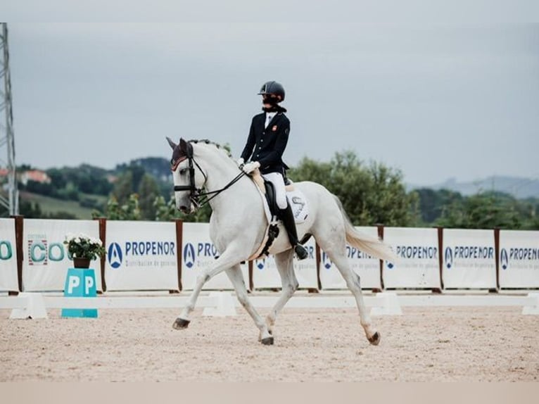 PRE Valack 8 år 174 cm Grå in Valladolid