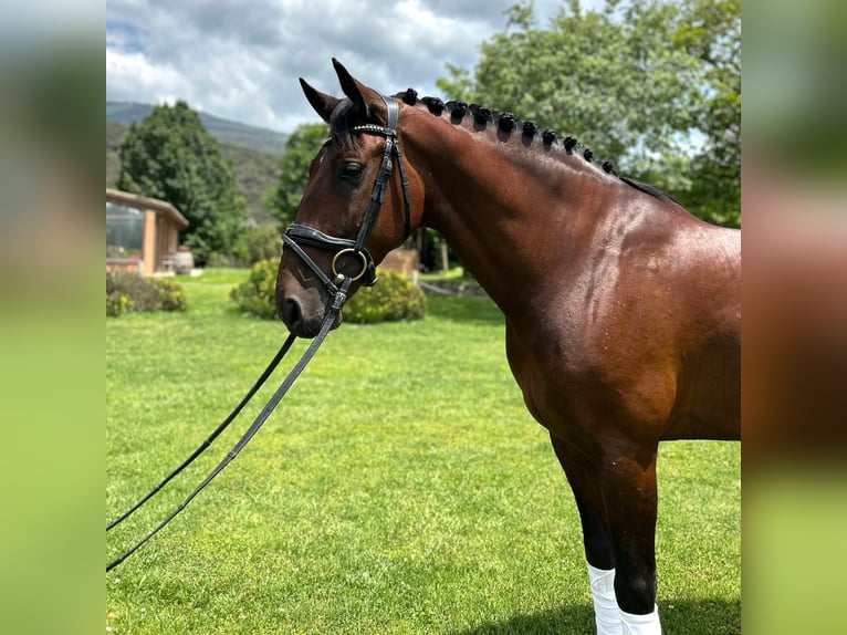 PRE Valack 9 år 167 cm Brun in Barcelona