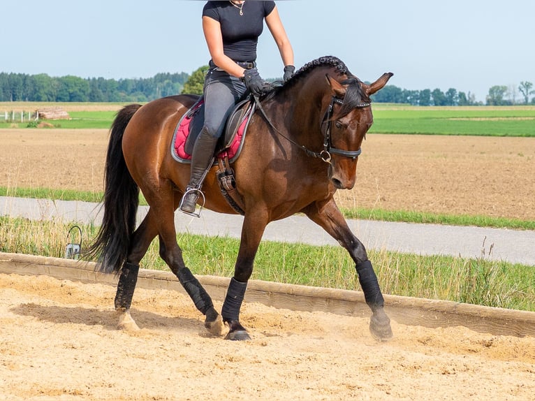 PRE Wałach 10 lat 155 cm Ciemnogniada in Kaufering