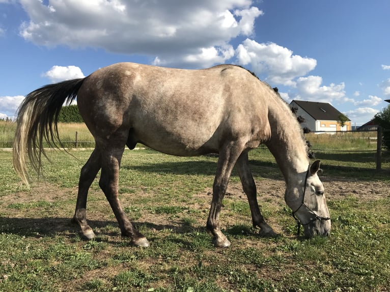 PRE Wałach 10 lat 157 cm Siwa jabłkowita in Bundenbach