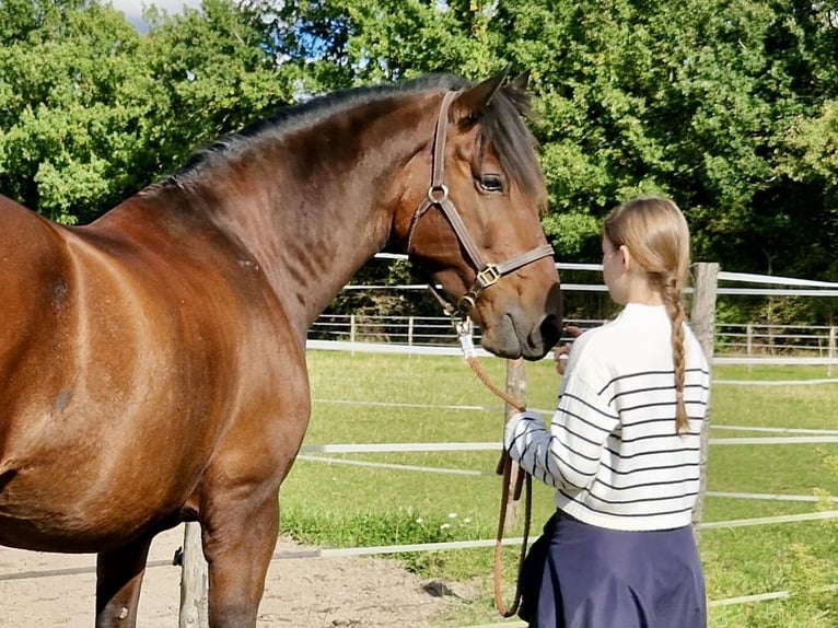 PRE Mix Wałach 10 lat 158 cm Gniada in Bad Segeberg