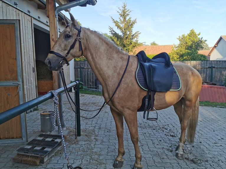 PRE Mix Wałach 10 lat 158 cm Izabelowata in Großkrut