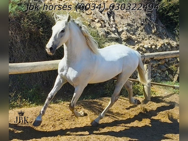 PRE Wałach 10 lat 158 cm Siwa in Tabernas Almeria