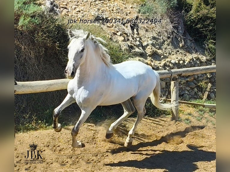 PRE Wałach 10 lat 158 cm Siwa in Tabernas Almeria