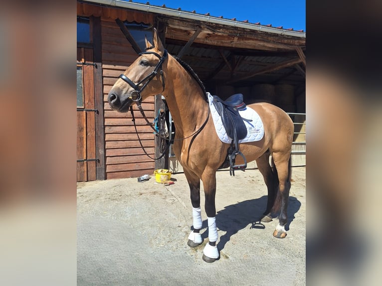 PRE Mix Wałach 10 lat 160 cm Bułana in Caumont